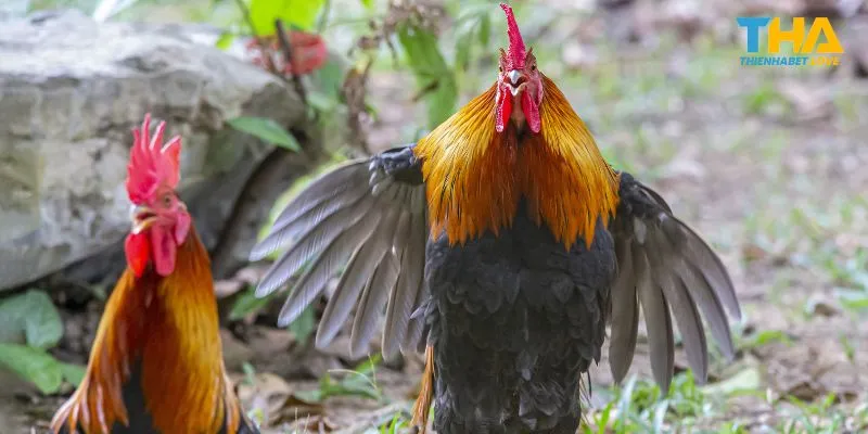 Nhận biết gà khoẻ