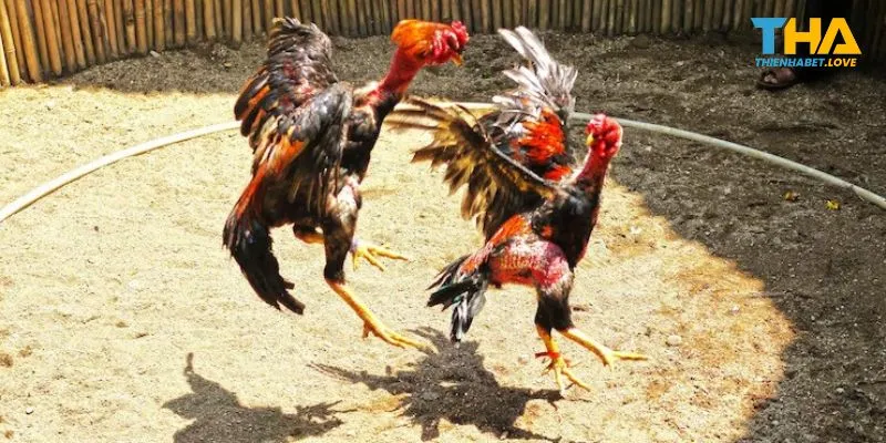 Có những loại gà nào