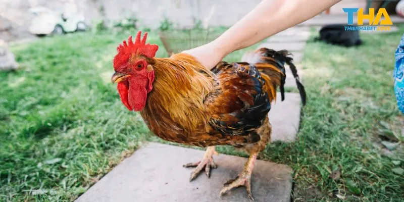 Thời điểm đặt cược gà